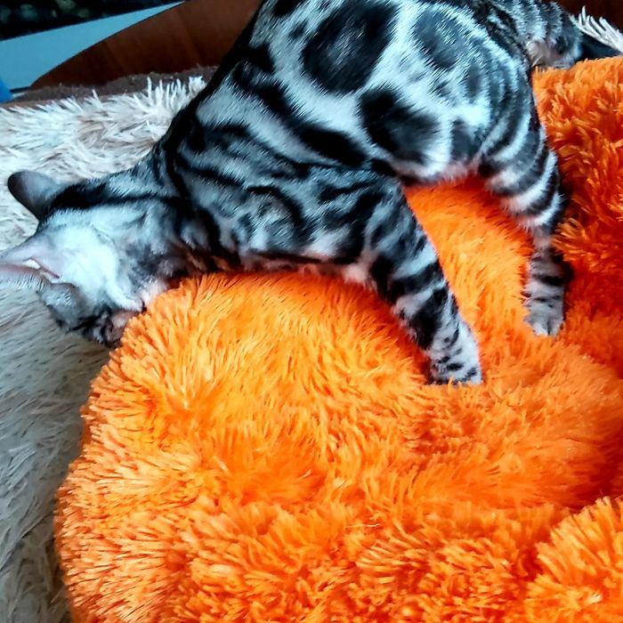 Бенгалы - Детки и Подростки - Серебро