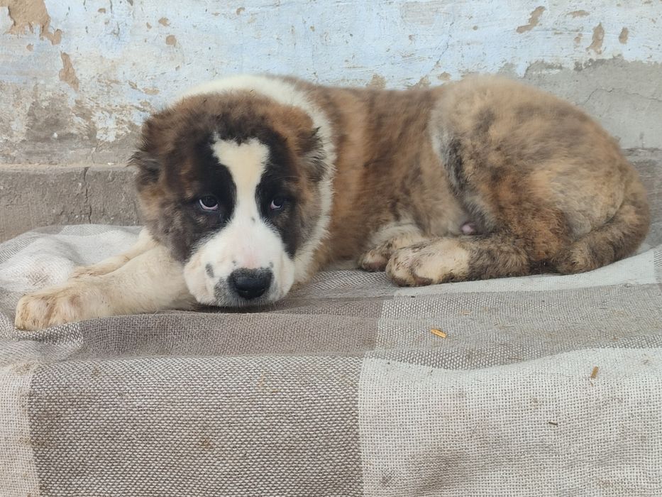 Щенки Алабая САО