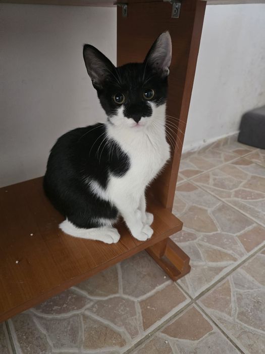motanel de adoptat, pui de pisica pentru adoptie, puiut de pisic, pui de adoptat, pisicuta superba de adoptie, motanel frumos