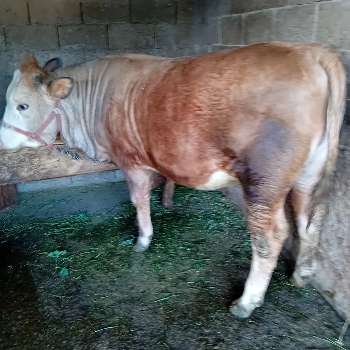 De vânzare negociabil
