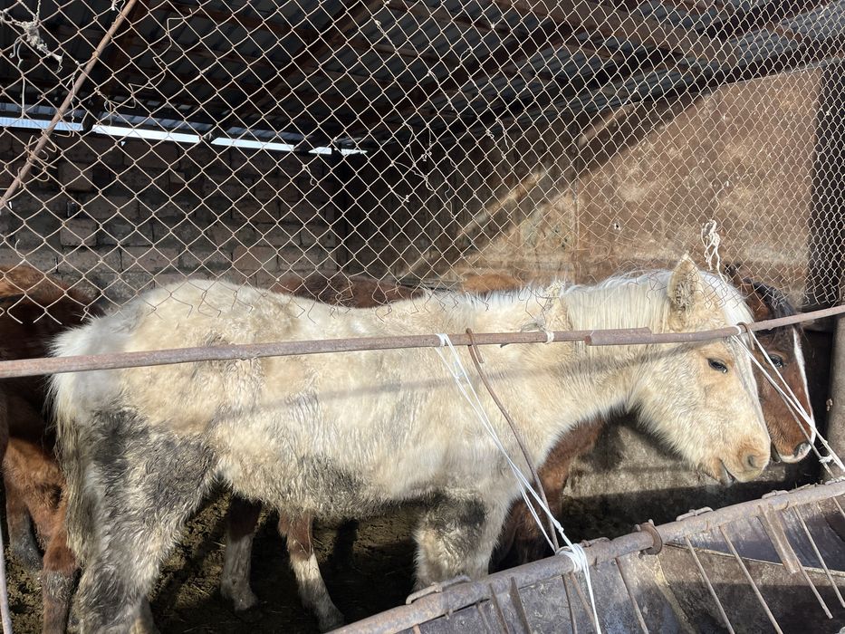 4 бас тай сатылады срочна