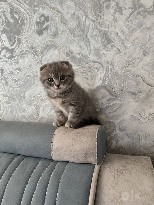 Скотиш фолд мушук сотилади
