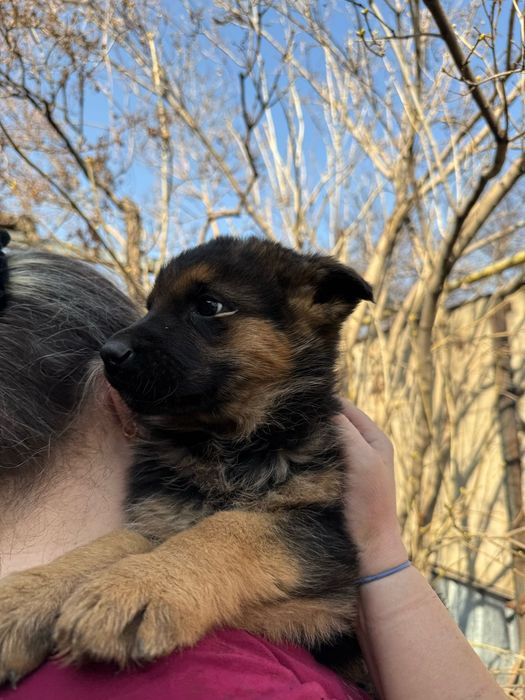 Продаем щенков немецкой овчарки