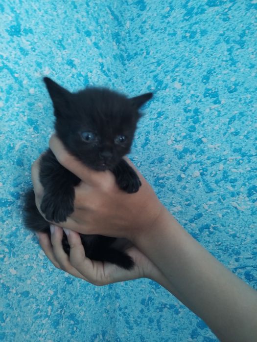 O Connell Brittany porno