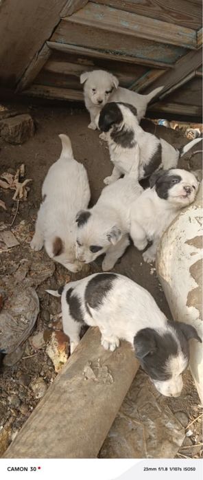 Отдам щенят в хорошие руки