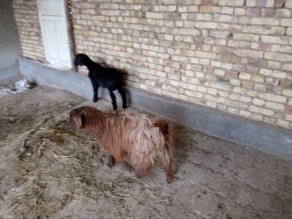 Kalshox bug6z echki sotiladi