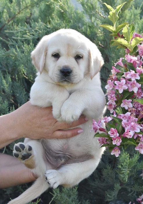 pui Labrador Retriever galben cu Pedigree