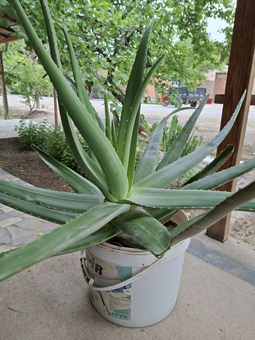 Aloe gul. Алоэ гул
