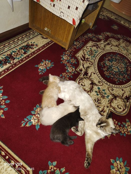 Отдам котят бесплатно