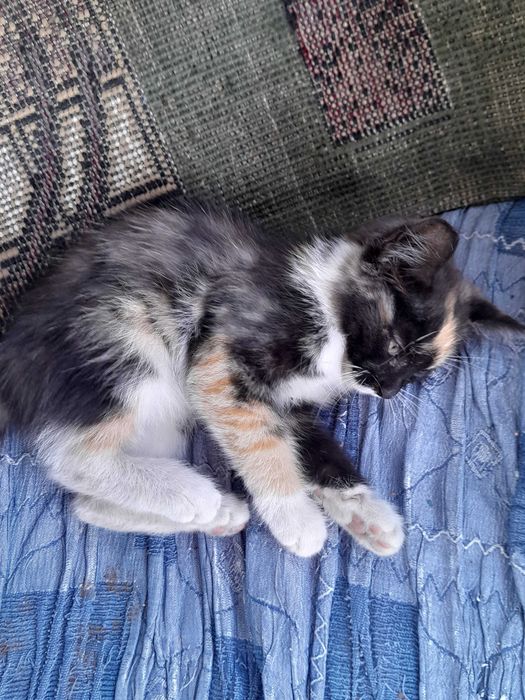 Котёнок отдаю бесплатно