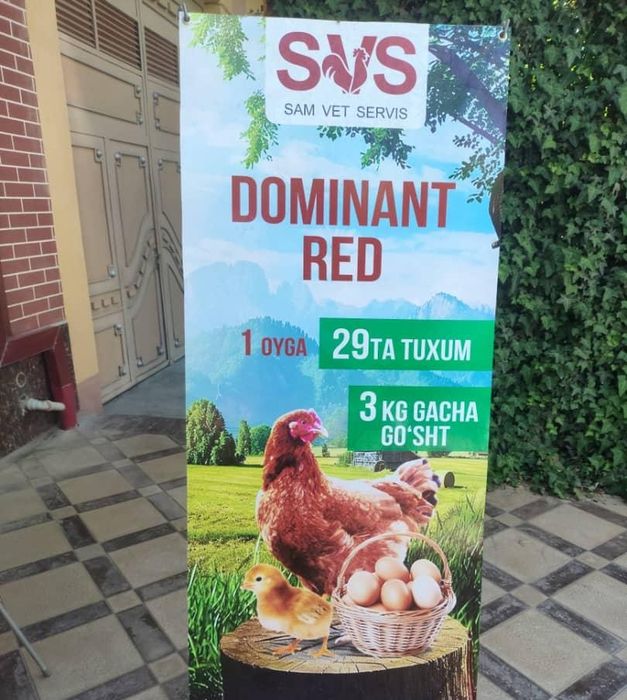Dominant Sussex 70 kunlik jöjallari bor narxi 90000 mingdan