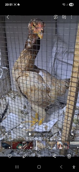 Дакан тауык сатылады