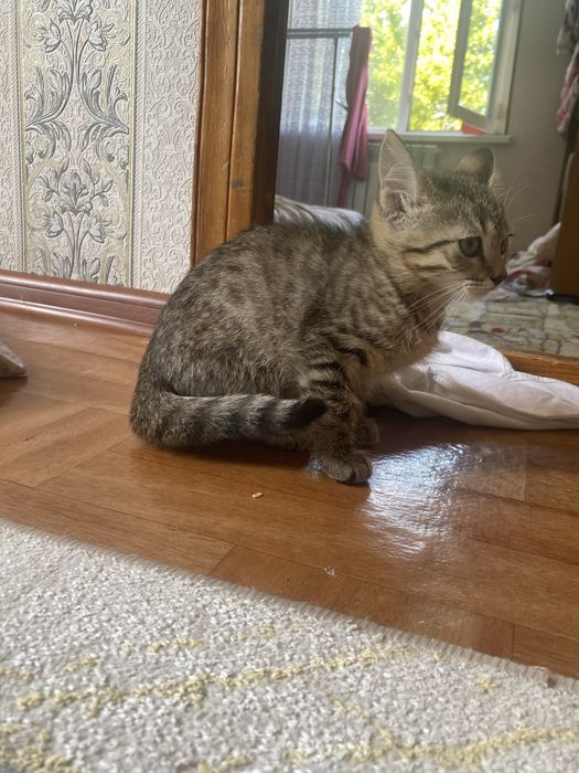 отдаем бесплатно котят