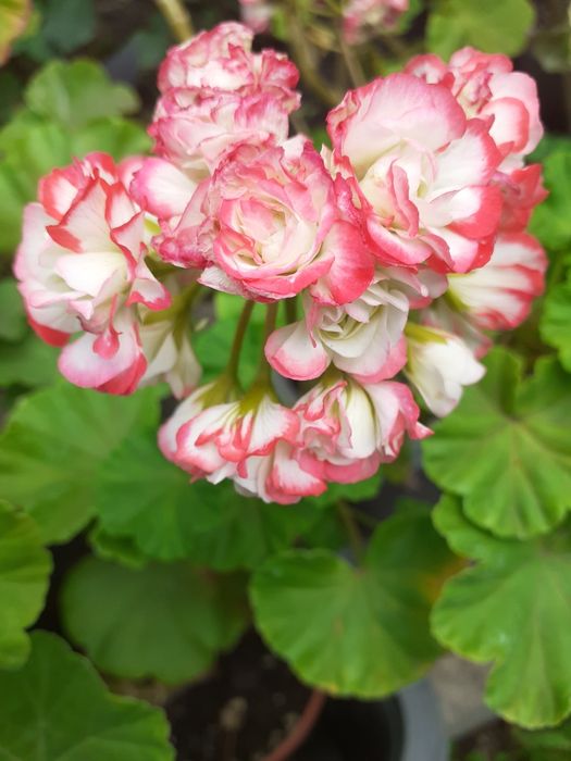 Большой выбор.Цветы для подарка