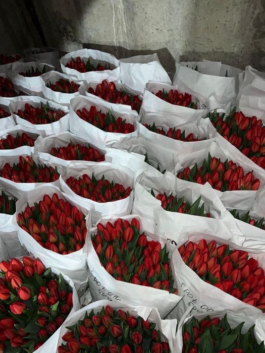 Продаем тюльпаны на 8 марта