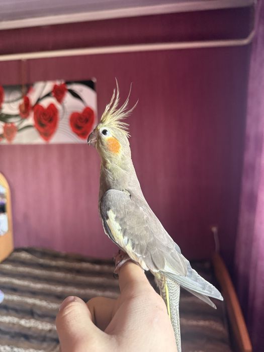 Продам корелл пара:>