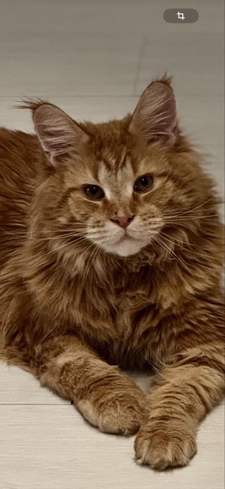 Продам кота породы мейн кун