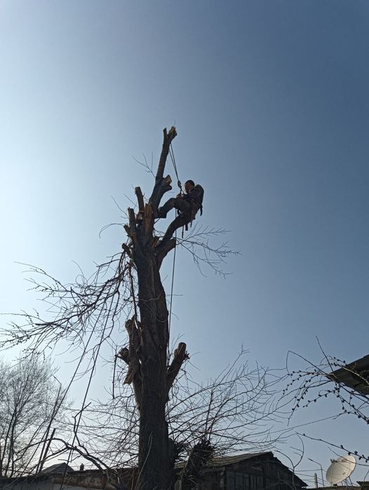 Спил деревьев Ағаш кесеміз