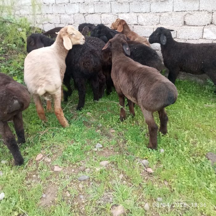 Qoʻchqorlar sotiladi