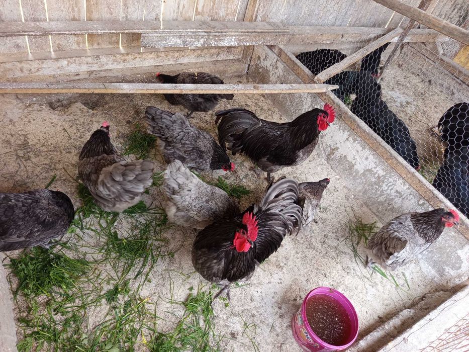 Vând oua pt incubat găini austrolorp albastru,austrolorp negru