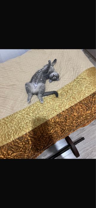 Кошка британская