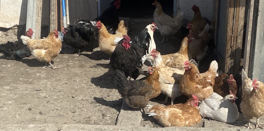 Үй тауықтары сатылады