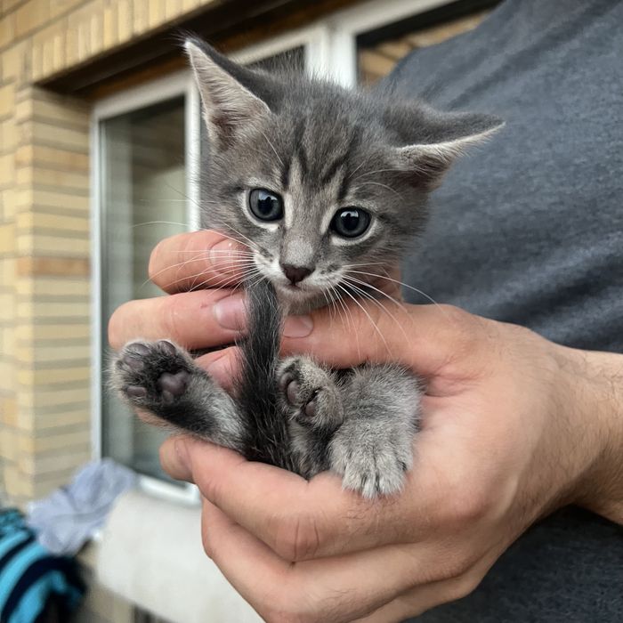 Котята 1 месяц