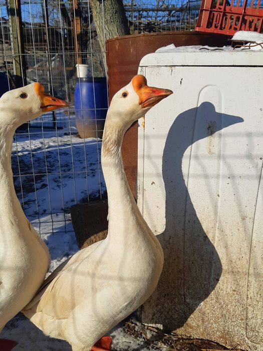 Gâște chinezești originale