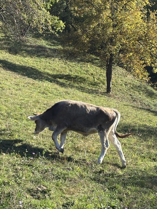 Vitică de vanzare