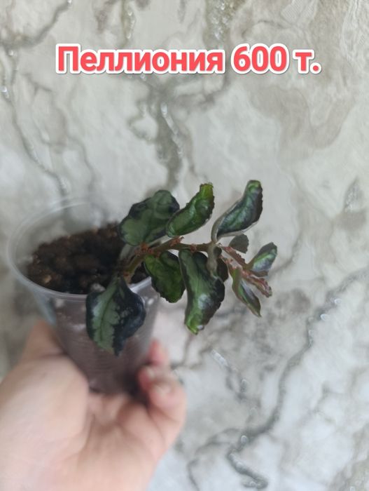 Комнатные растения кжби