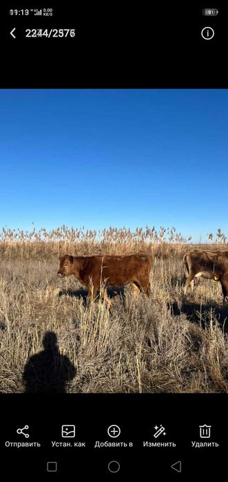 Продаются белоголовые телки 10мес