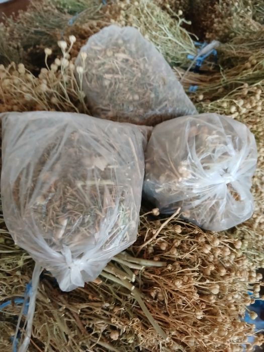 Продаётся гармала