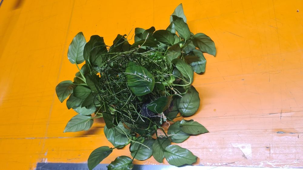 Plante acvariu - Anubias
