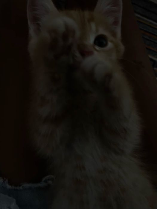 Котенок бесплатно