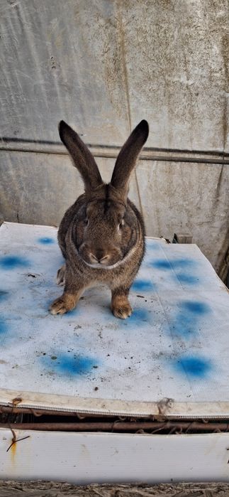 Iepure Uriaș Belgian mascul