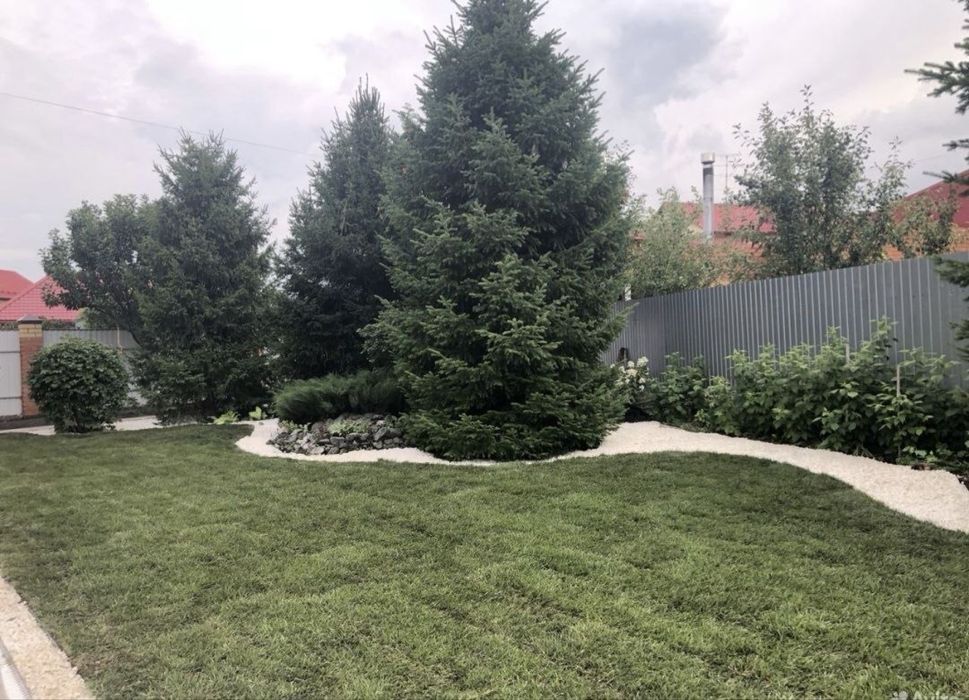 Ель    липа    газон саженцы