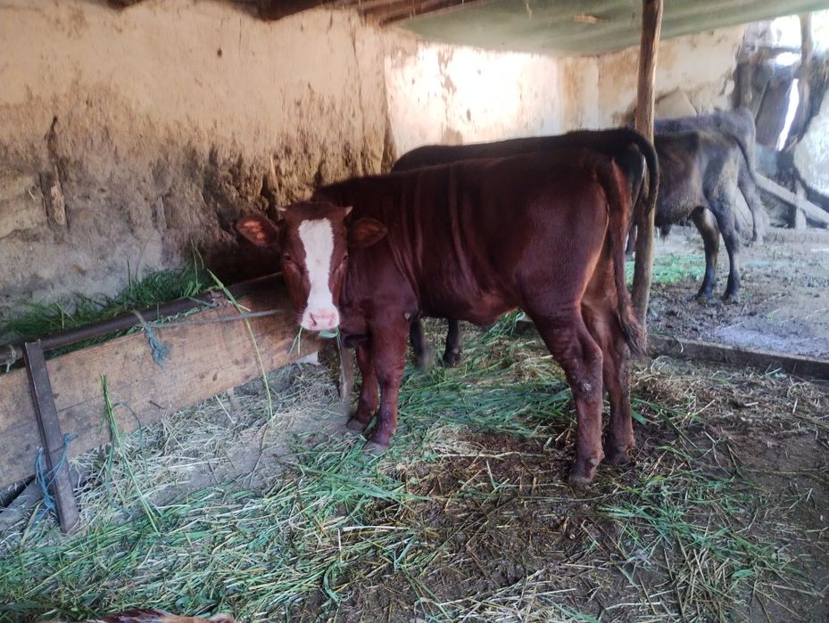 3 taurasi și o vițică la grămadă 185 mil