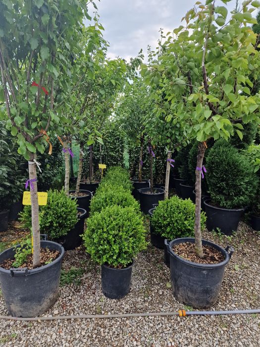 Vand buxus glob mai multe dimensiuni