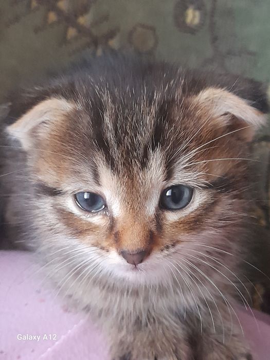 Котик в добрые руки