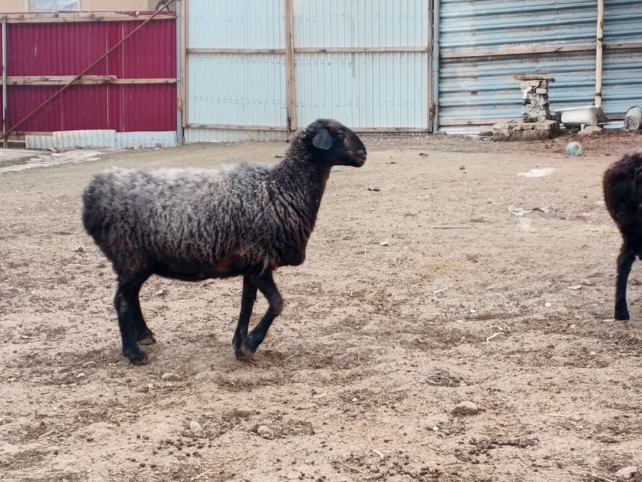 Ona bola boʻgʻoz qoʻylar sotiladi