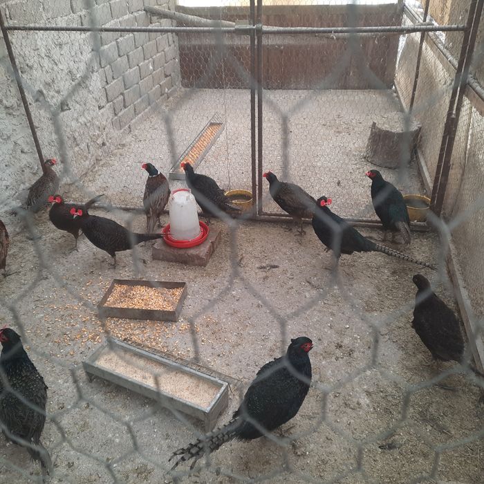 Fazani  Tenebros pereche.