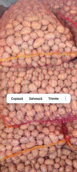 Cartofi saminta alb și roșu