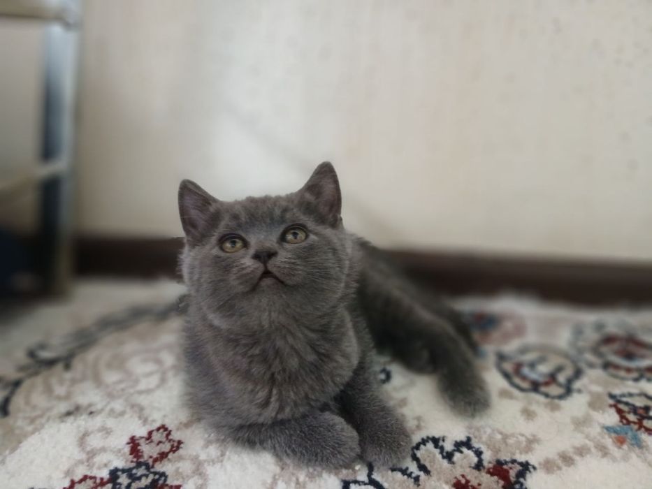 Pishakchalar sotiladi