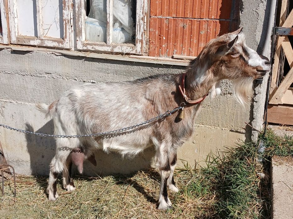 Vand capra tanara