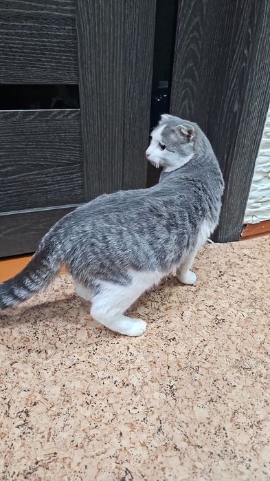 Найден породистый кот