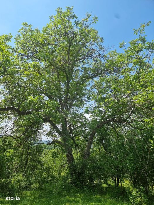 Teren intravilan cu livada 9000mp - zona Valenii de Munte