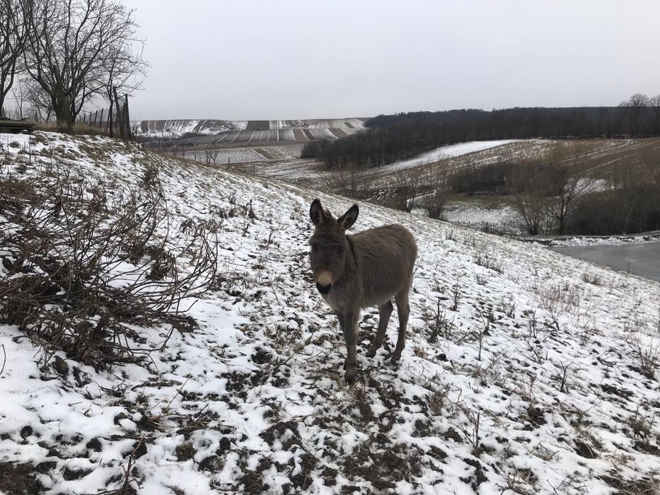 Doi pui de măgăriță