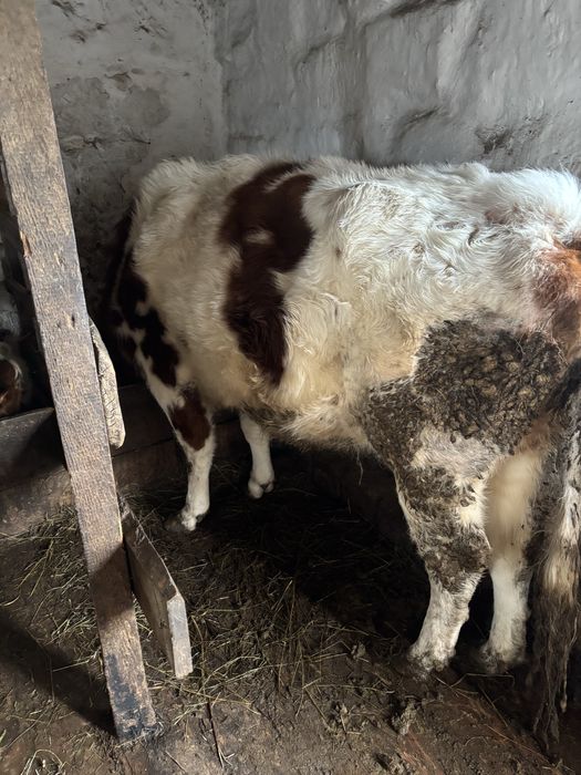 Корова с теленком