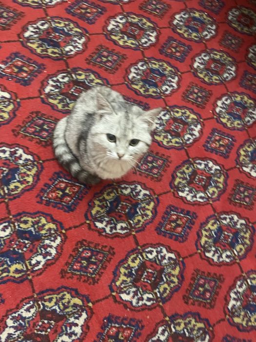 skoche strayt sotiladi 3 oylik yep ichsi yahshi sogolm mushik