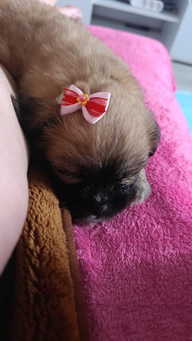 Ofer spre adopție cățel shih tzu